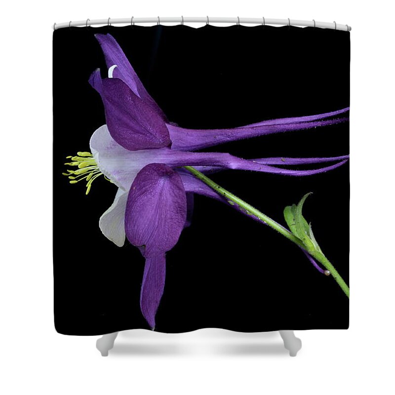 Floral Shower Curtain featuring the photograph Columbine 781 by Julie Powell