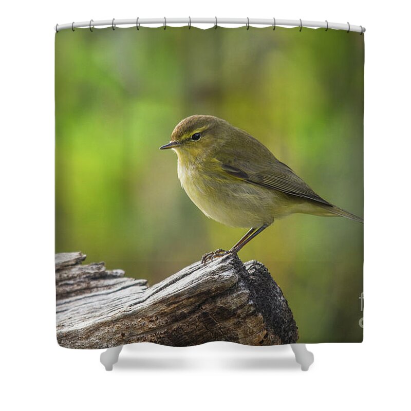 Common Shower Curtain featuring the photograph Common chiffchaff, Phylloscopus collybita #1 by Perry Van Munster