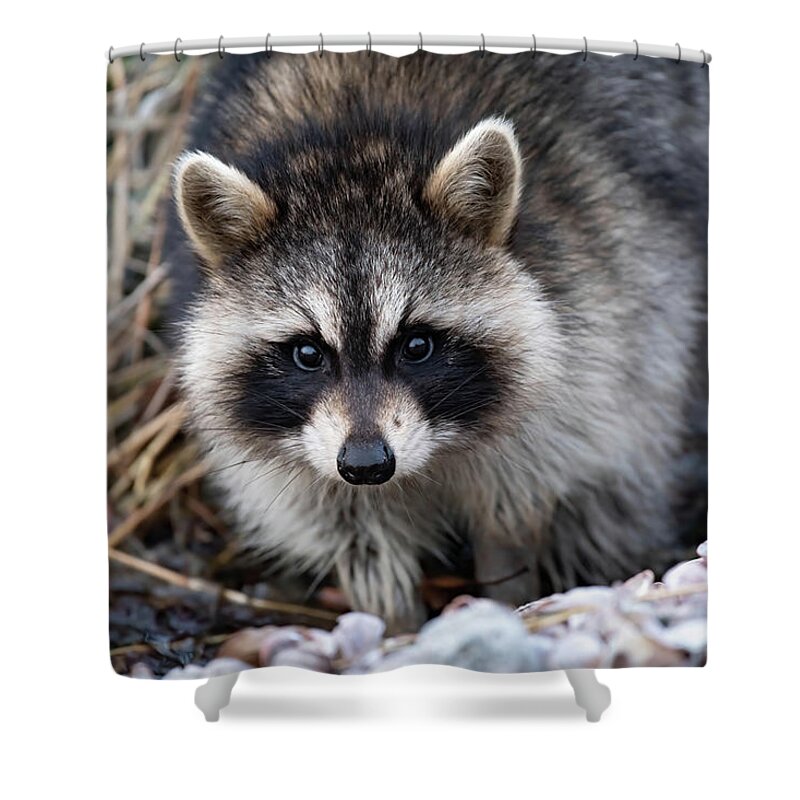 Raccoon Shower Curtain featuring the photograph Curiosity #1 by Jody Partin
