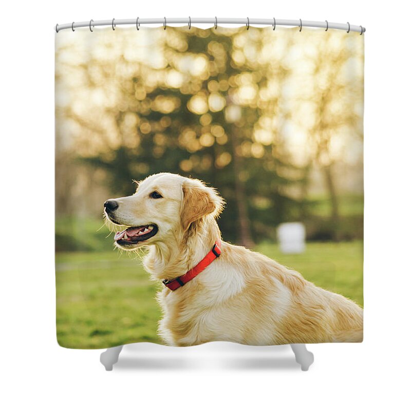 Dog Shower Curtain featuring the photograph Dog in the park #1 by Jelena Jovanovic