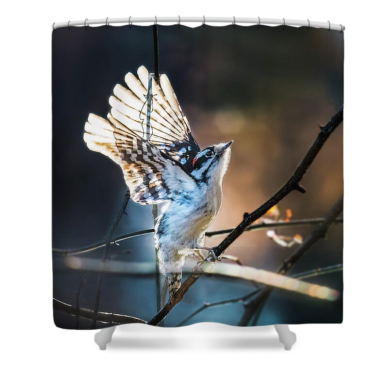 Downy Woodpecker Shower Curtain featuring the photograph Downy Woodpecker #1 by Alexander Image