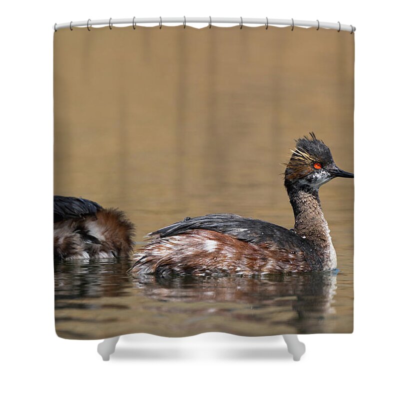 Eared Grebe Shower Curtain featuring the photograph Eared Grebe #1 by Julieta Belmont