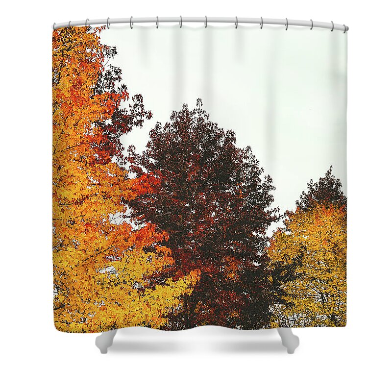 Trees Shower Curtain featuring the photograph Fall by Anamar Pictures