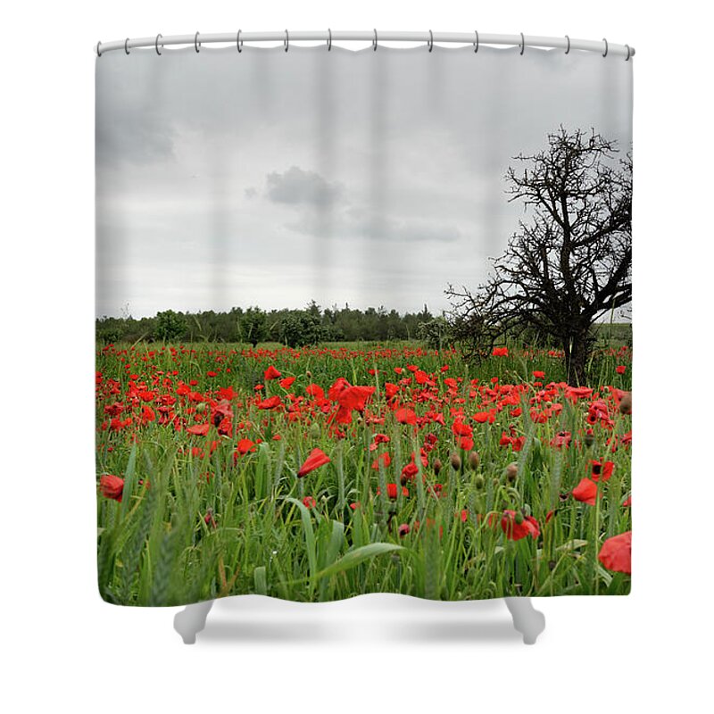 Poppy Anemone Shower Curtain featuring the photograph Field full of red beautiful poppy anemone flowers and a lonely dry tree. Spring time, spring landscape Cyprus. by Michalakis Ppalis