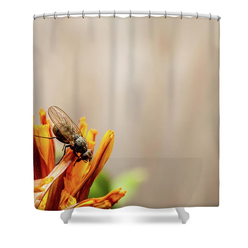 Background Shower Curtain featuring the photograph Fly on flower #1 by SAURAVphoto Online Store