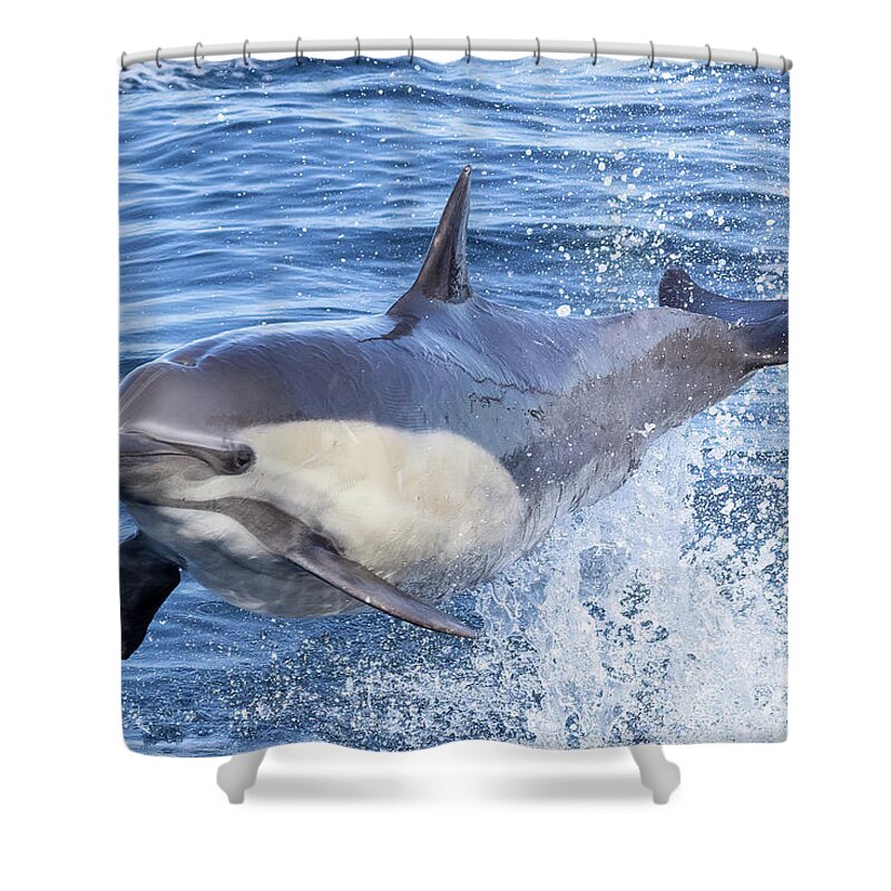 Danawharf Shower Curtain featuring the photograph Flying Dolphin #3 by Loriannah Hespe