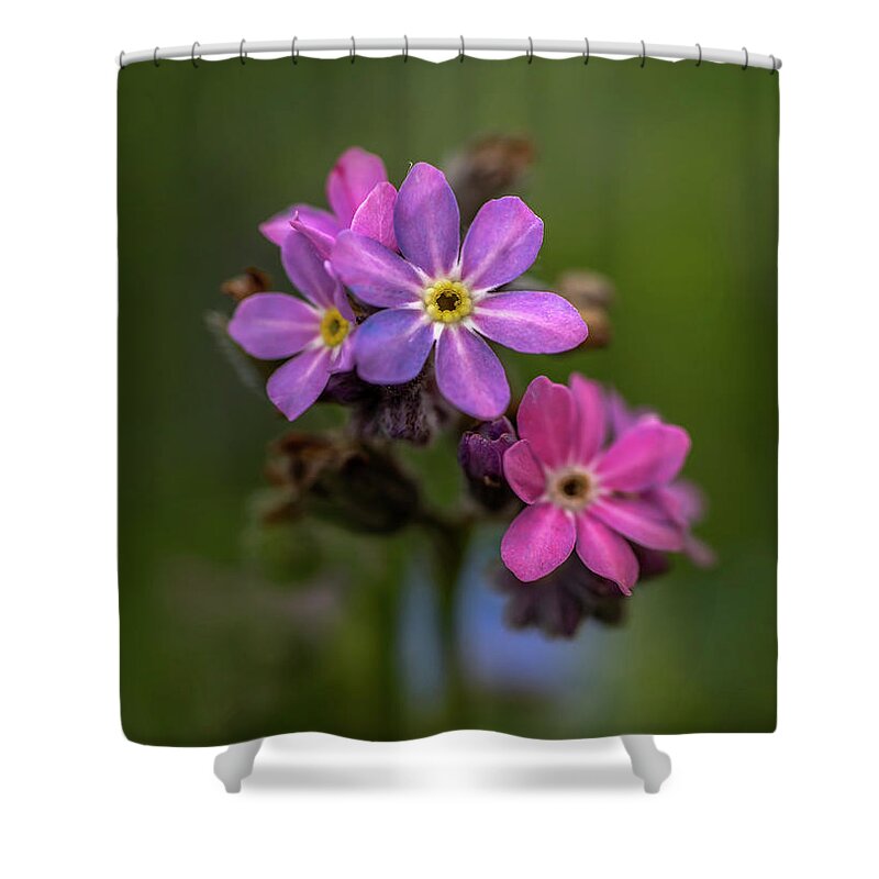  Flower Shower Curtain featuring the photograph Forget-me-not #1 by Jaroslaw Blaminsky
