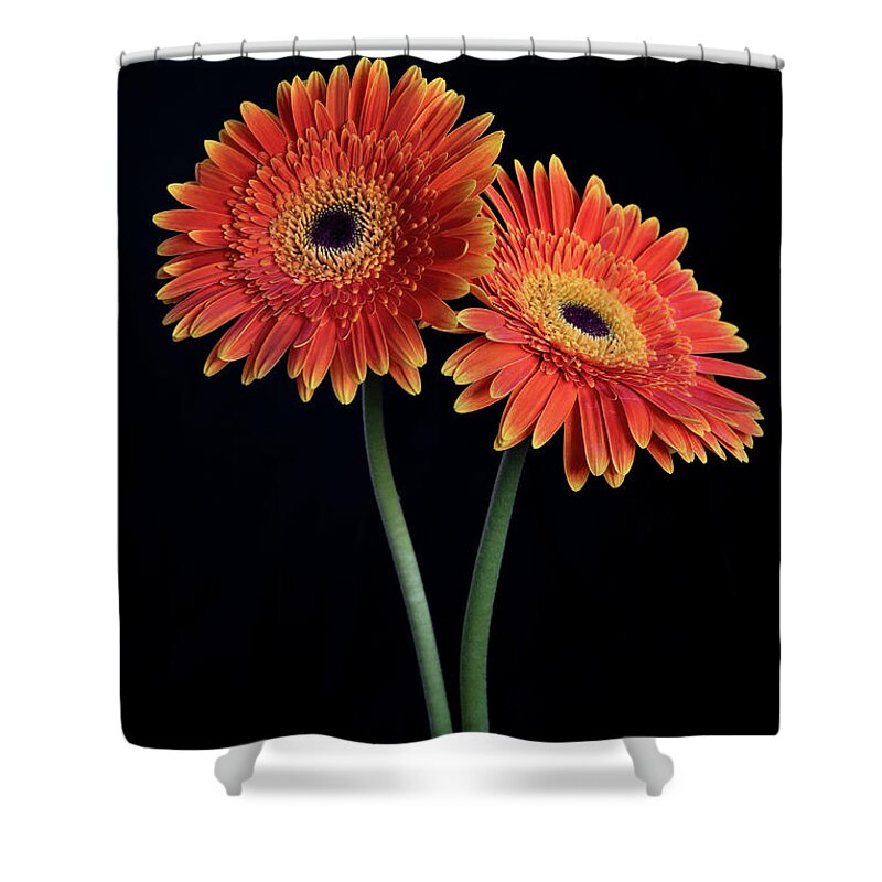 Daisies Shower Curtain featuring the photograph Fresh Daisy flower isolated on black background by Michalakis Ppalis