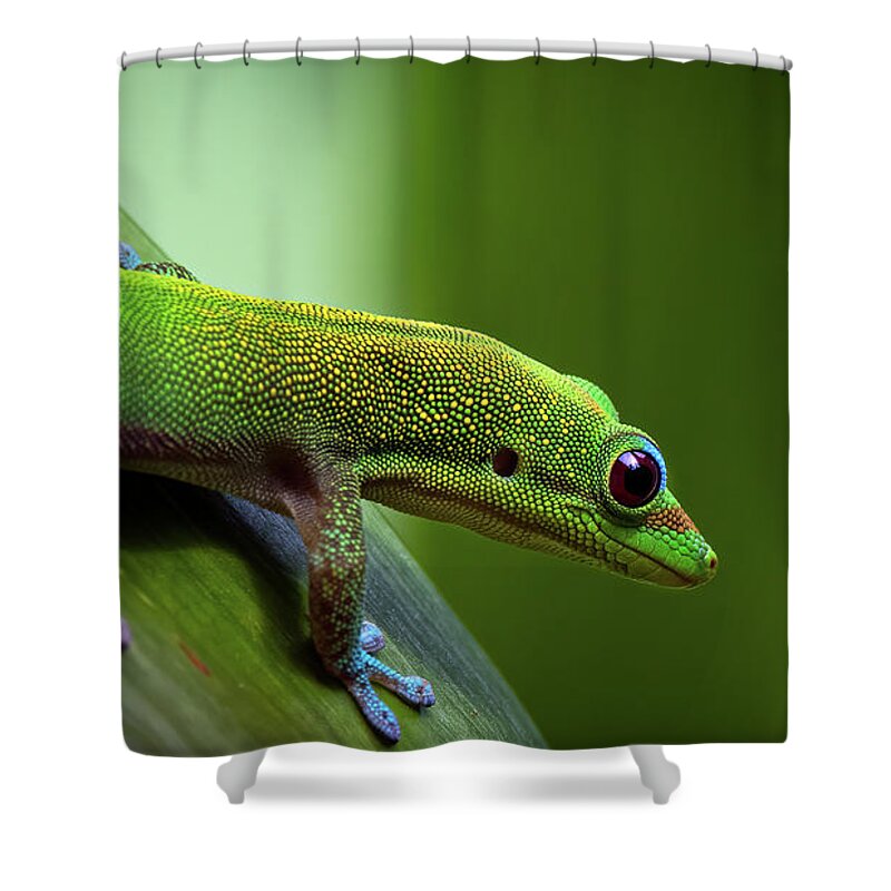 Gold Shower Curtain featuring the photograph Gold Dust Gecko #1 by Rick Mosher