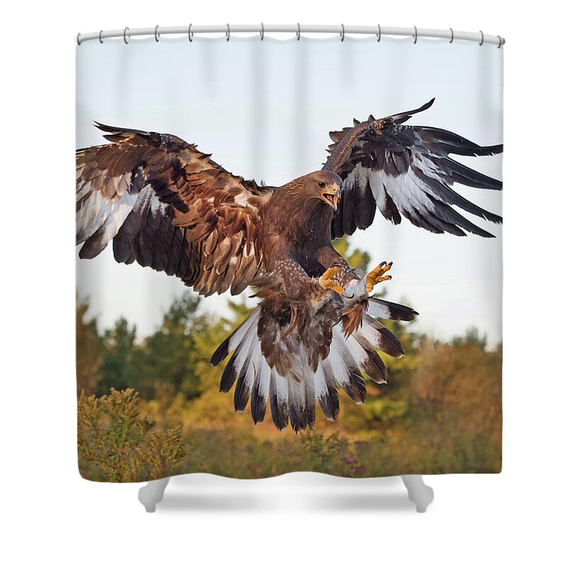 Golden Eagle Shower Curtain featuring the photograph Golden Eagle #1 by CR Courson