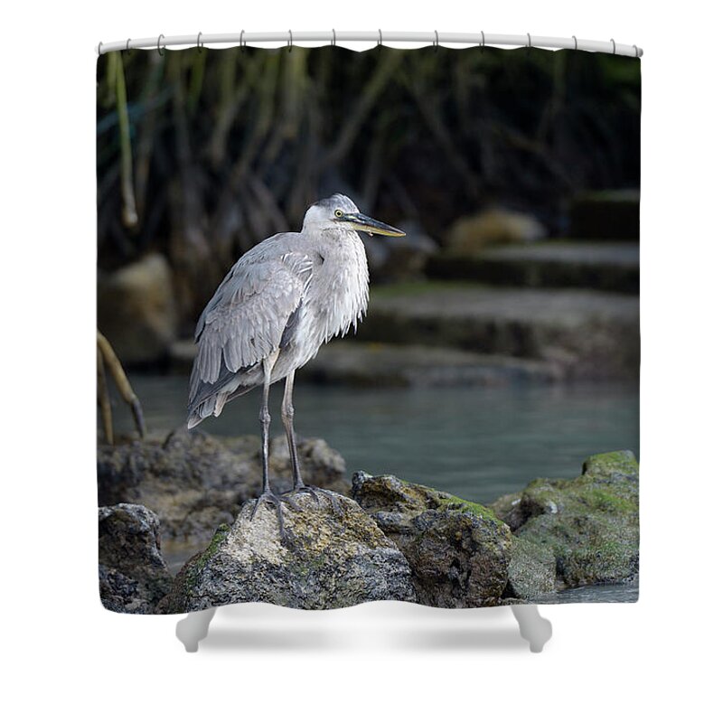 Republic Of Ecuador Shower Curtain featuring the photograph Great Blue Heron, Ardea herodias, Santa Cruz Island, Galapagos Islands, Ecuador #1 by Kevin Oke