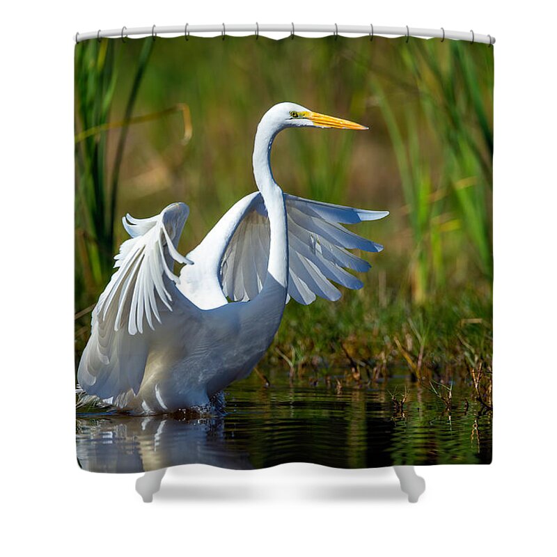 David Eppley.dave Shower Curtain featuring the photograph Great Egret #1 by David Eppley