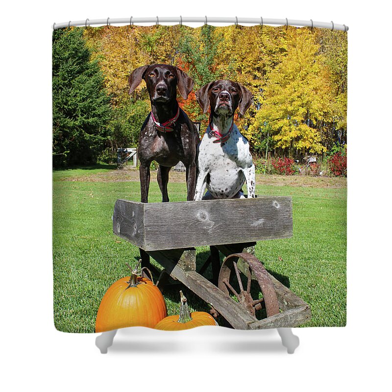 Gsp Shower Curtain featuring the photograph GSP Fall Portrait by Brook Burling