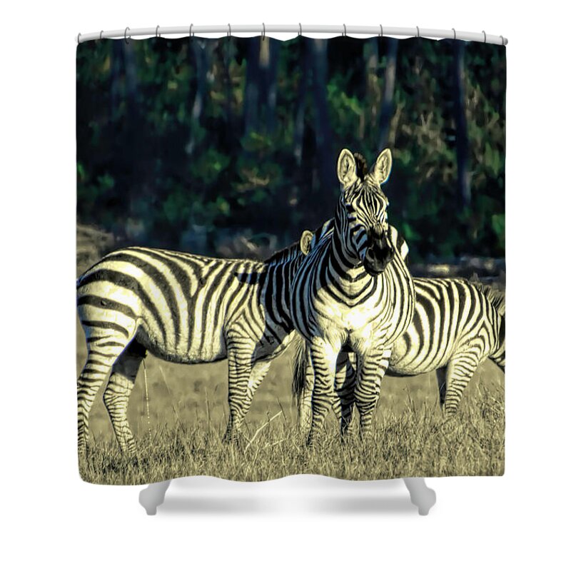 Hearst Castle Zebra Hearst Ranch Shower Curtain featuring the photograph Zebra Hearst Ranch Hearst Castle by Barbara Snyder