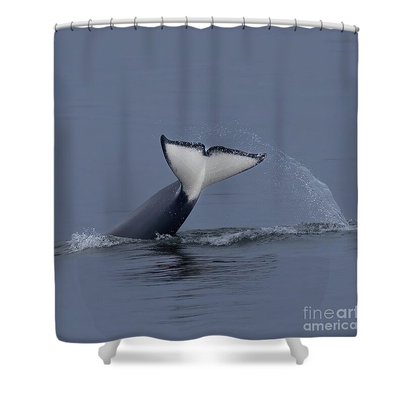  Shower Curtain featuring the photograph Humpback Fluke #1 by Loriannah Hespe