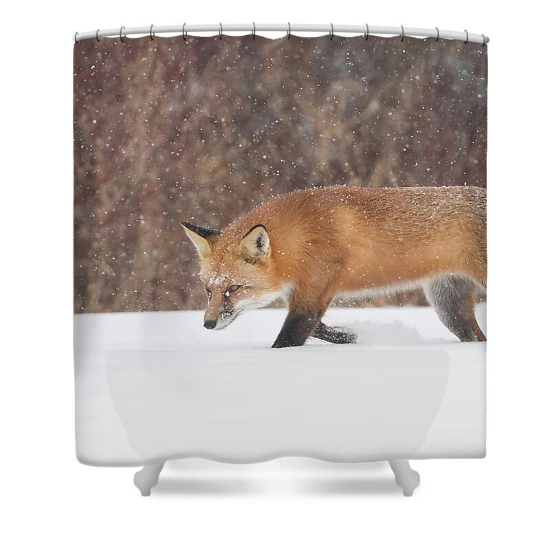 Fox Shower Curtain featuring the photograph Hunting In the Snow #1 by CR Courson