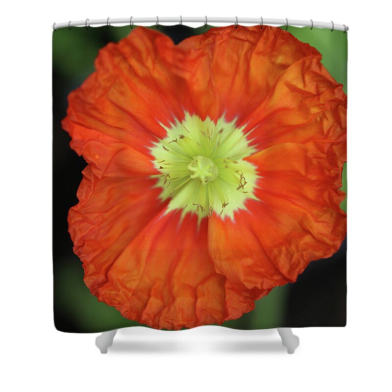 Iceland Poppy Shower Curtain featuring the photograph Iceland Poppy #1 by Tammy Pool