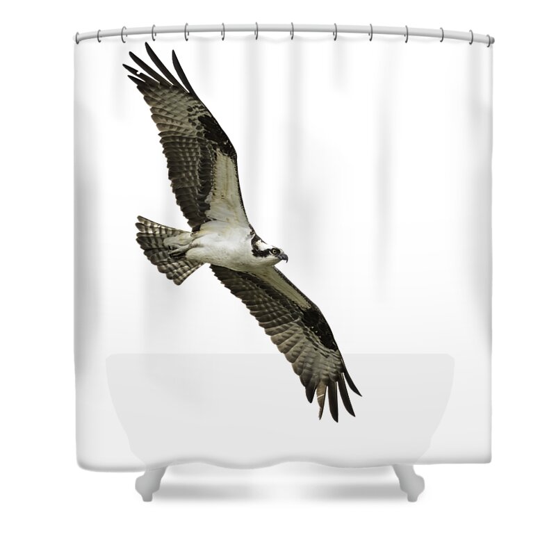 Osprey Shower Curtain featuring the photograph Isolated Osprey 2021-1 by Thomas Young