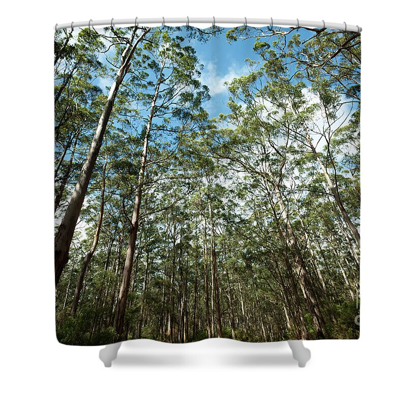 Karris Shower Curtain featuring the photograph Karris, Boranup Forest, Margaret River, Western Australia 2 by Elaine Teague