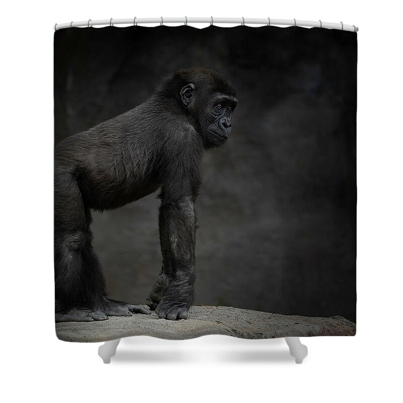 Larry Marshall Photography Shower Curtain featuring the photograph Little Chimp 3 #2 by Larry Marshall