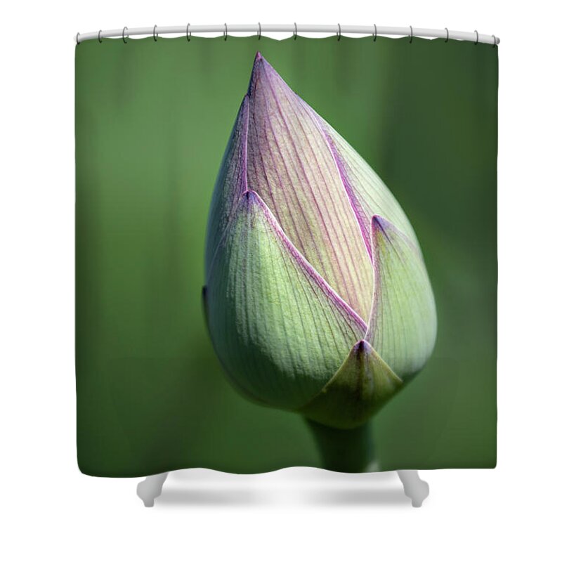 Flower Shower Curtain featuring the photograph Lotus Bud #1 by Gary Geddes