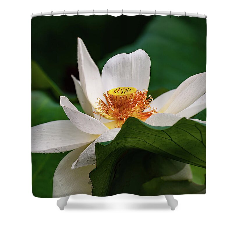 Lotus Shower Curtain featuring the photograph Lotus Flower #2 by Flees Photos