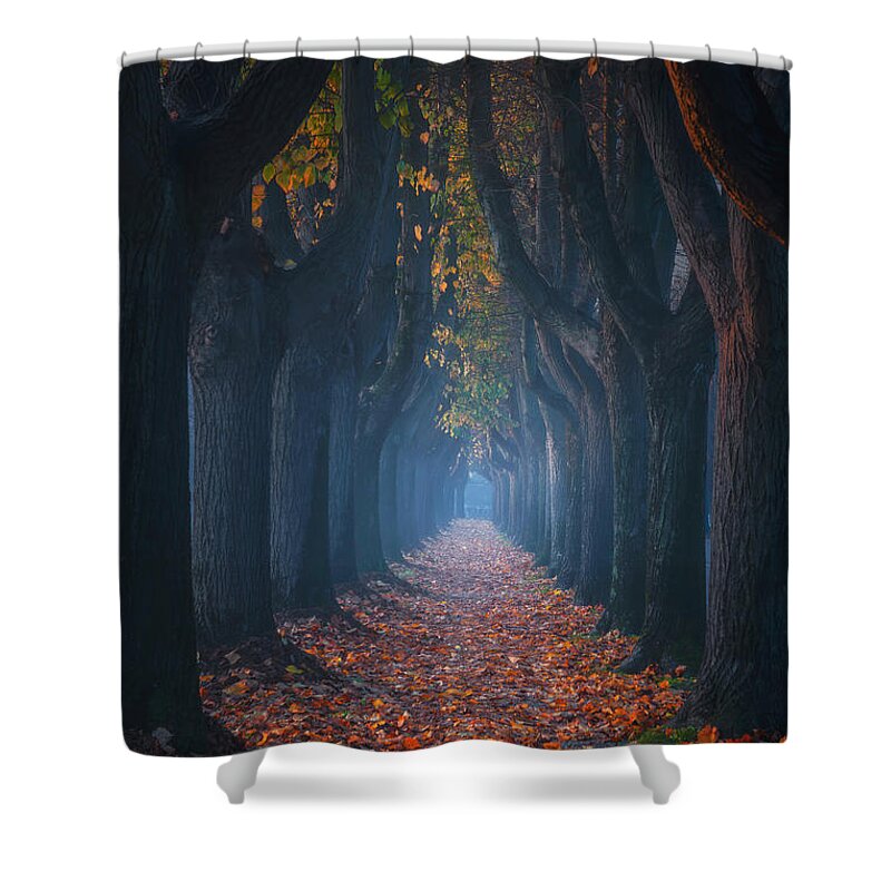 Lucca Shower Curtain featuring the photograph Lucca, autumn foliage in tree lined walkway. Tuscany, Italy. #1 by Stefano Orazzini