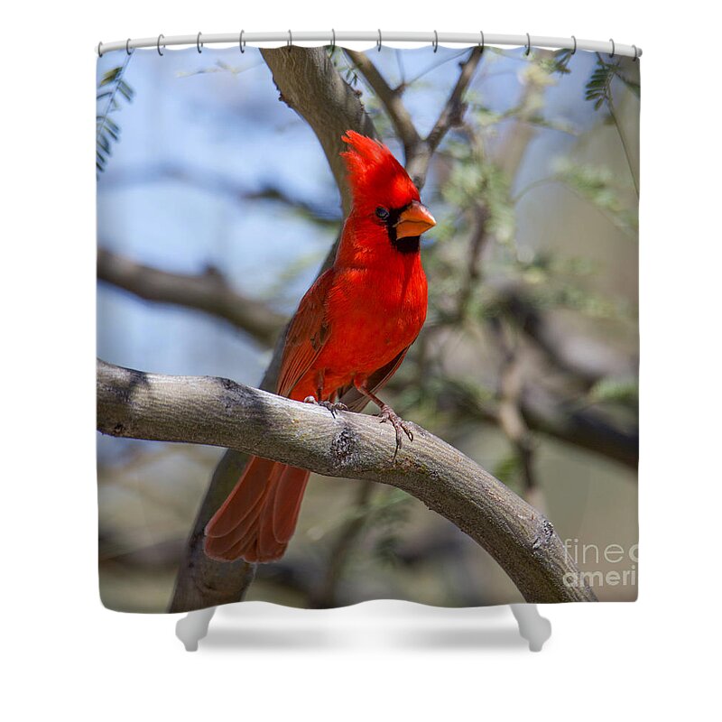 Male Cardinal Shower Curtain featuring the digital art Male Cardinal #1 by Tammy Keyes