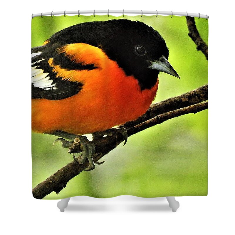 Orioles Shower Curtain featuring the photograph Mister Baltimore #2 by Lori Frisch