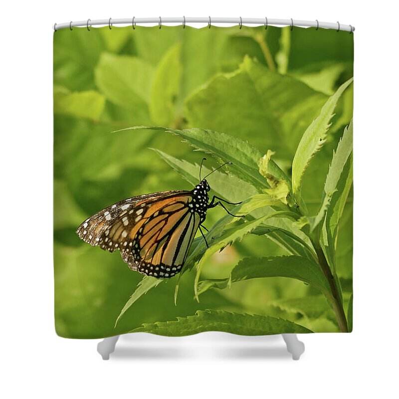 Butterfly Shower Curtain featuring the photograph Monarch in Minneapolis by Natural Focal Point Photography