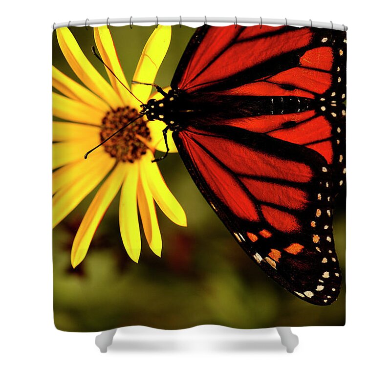Macro Shower Curtain featuring the photograph Monarch Moment by John F Tsumas