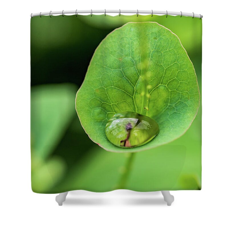 Plants Shower Curtain featuring the photograph Nature Photography - Plants #1 by Amelia Pearn