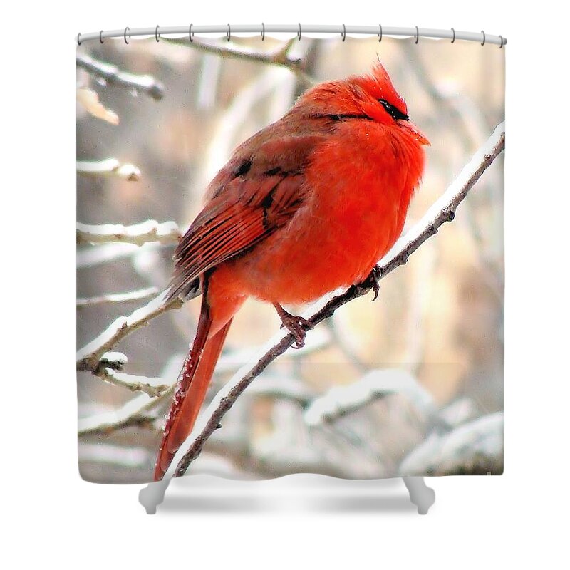 Red Festhers Bird Cardinal Male Northern Tulsa Oklahoma Snow Shower Curtain featuring the photograph Northern Male Cardinal #2 by Janette Boyd