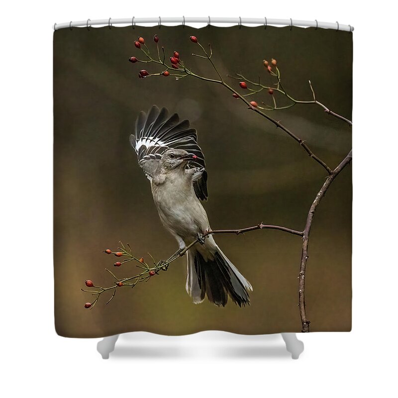 Northern Mockingbird Shower Curtain featuring the photograph Northern Mockingbird #1 by Alexander Image