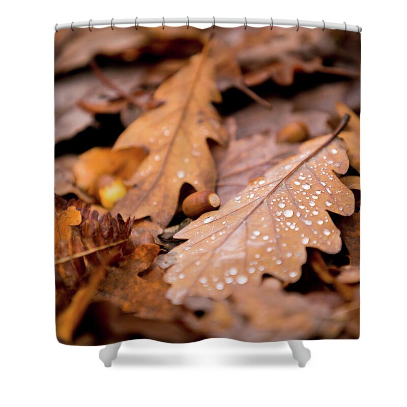 Fall Shower Curtain featuring the photograph Oak Leaves and rain drops by Anita Nicholson
