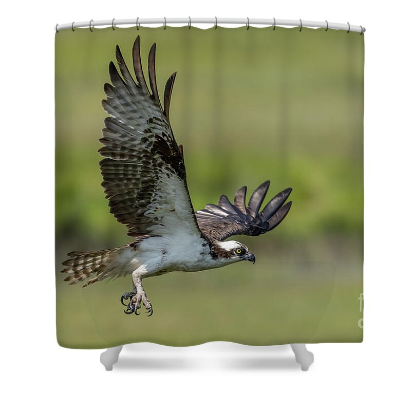 Osprey Shower Curtain featuring the photograph Osprey in flight #1 by Sam Rino
