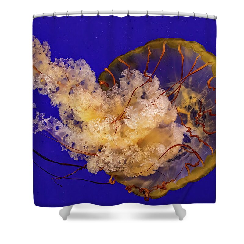 Nature Shower Curtain featuring the photograph Pacific Sea Nettle #1 by Bob Cournoyer