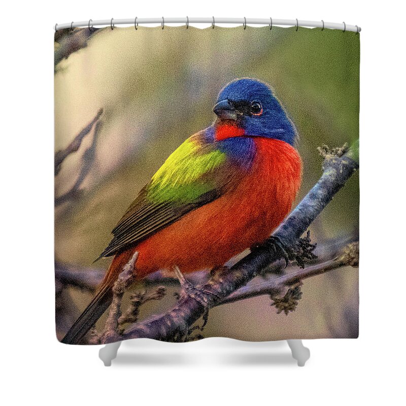 Painted Bunting Shower Curtain featuring the photograph Painted Bunting #1 by Jaki Miller