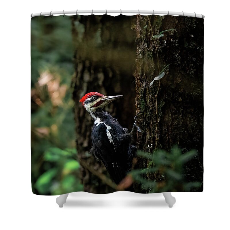 Pileated Woodpecker Shower Curtain featuring the photograph Pileated by James Overesch