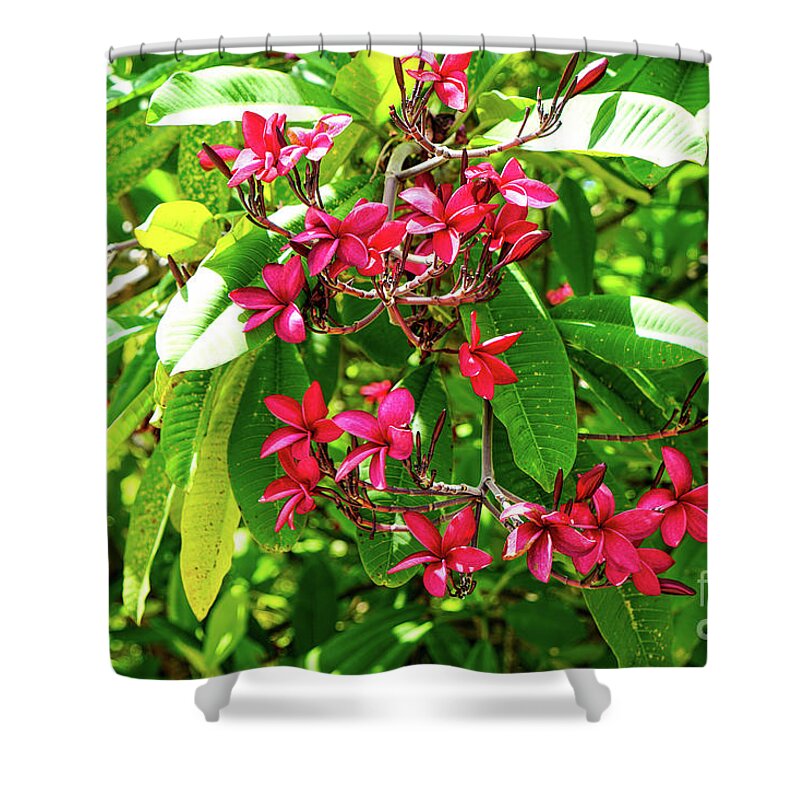 Pink Shower Curtain featuring the photograph Pink Plumeria #1 by John Clark