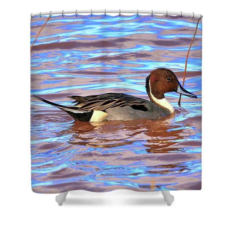 Duck Shower Curtain featuring the photograph Pintail Drake #1 by Robert Harris