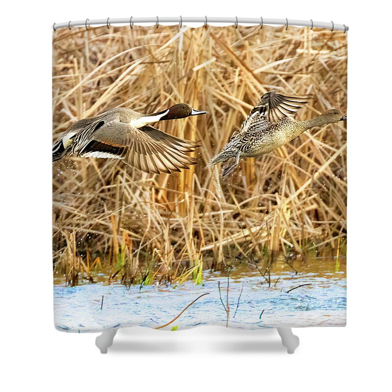 Ducks Shower Curtain featuring the photograph Pintails #1 by Jim E Johnson