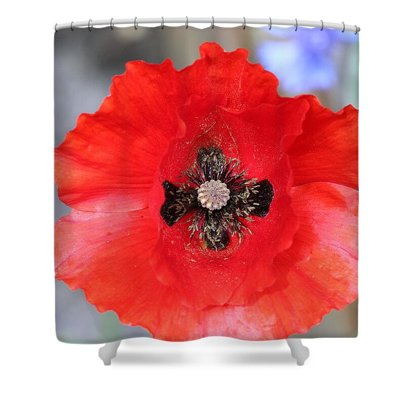 Background Shower Curtain featuring the photograph Poppy #1 by Tom Conway