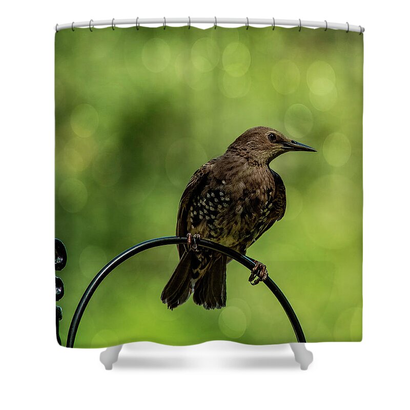 Bird.european Starling Shower Curtain featuring the photograph Pretty Bird #1 by Cathy Kovarik