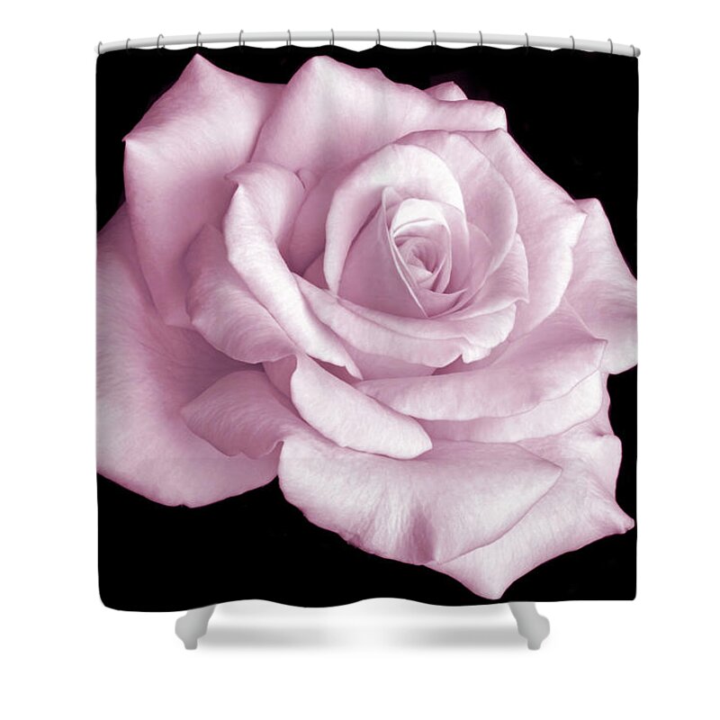 Pink Rose Shower Curtain featuring the photograph Pretty in Pink #1 by Terence Davis
