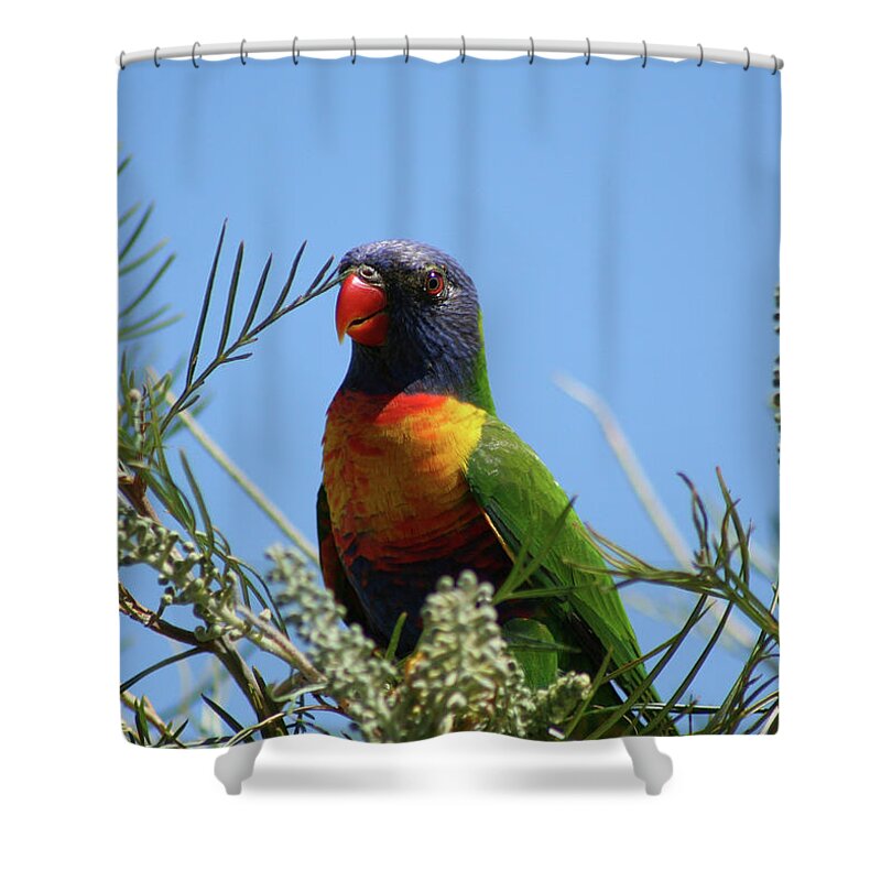 Animals Shower Curtain featuring the photograph Rainbow Lorikeet perched on a Grevillea #2 by Maryse Jansen