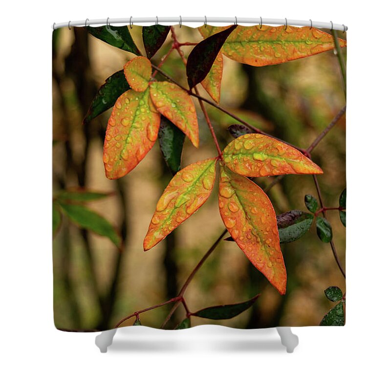 Raindrops Shower Curtain featuring the photograph Raindrops by Karen Harrison Brown