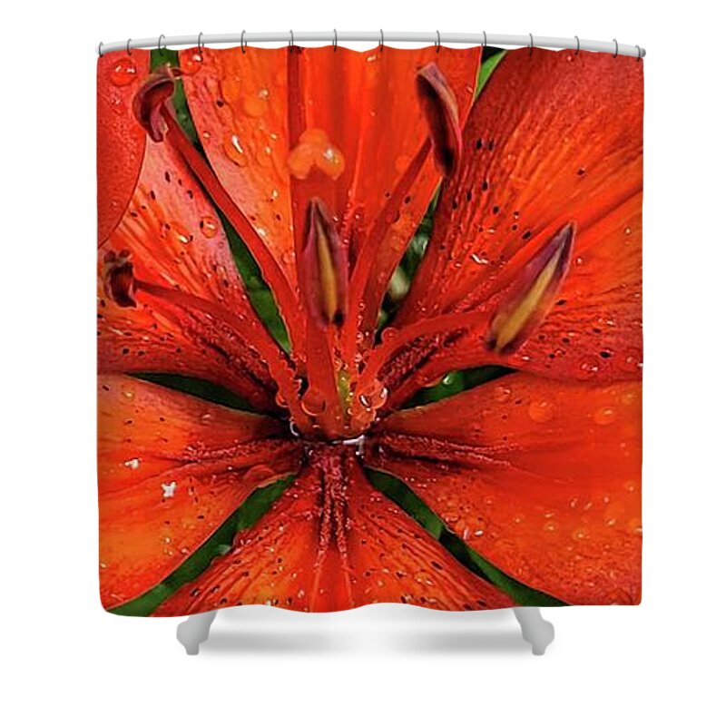 Lily Shower Curtain featuring the photograph Red Lily #1 by Ally White