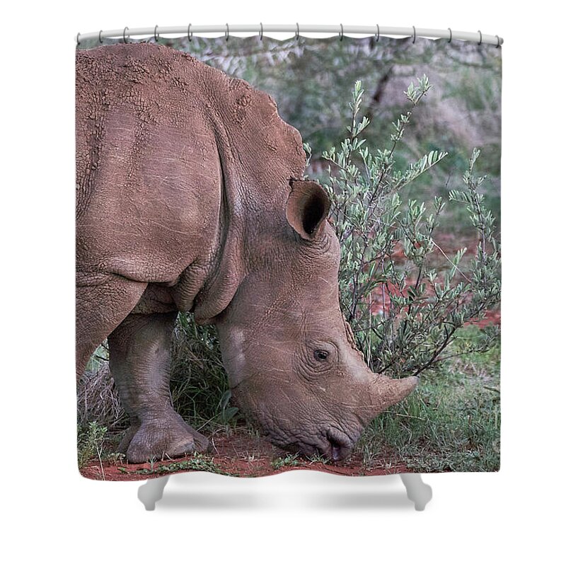 Vacations Shower Curtain featuring the photograph Rhino Portrait #1 by Brian Kamprath