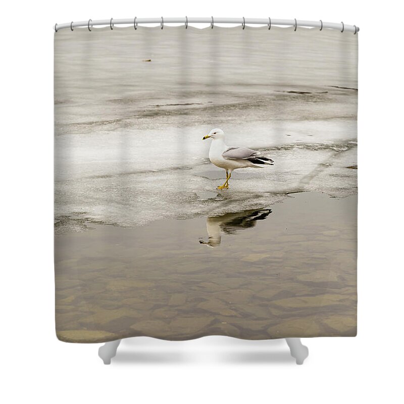 Larus Shower Curtain featuring the photograph Ring-billed Gull reflection #1 by SAURAVphoto Online Store